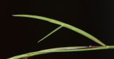 Parapholis filiformis