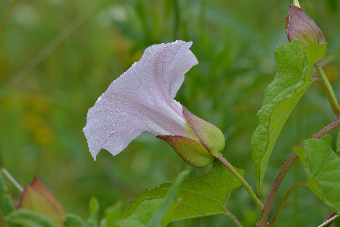 Изображение особи Calystegia spectabilis.