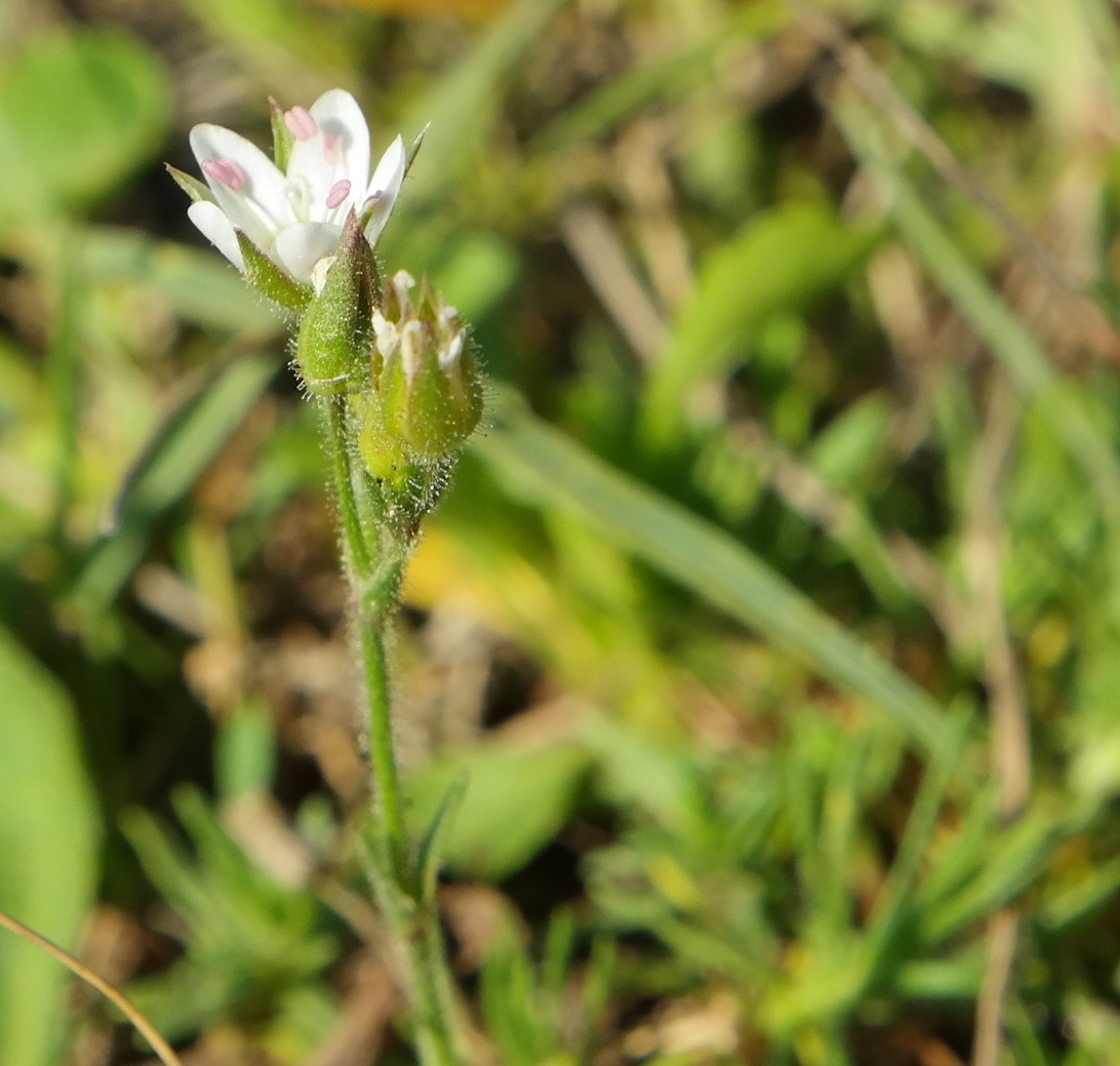 Image of Minuartia hirsuta specimen.