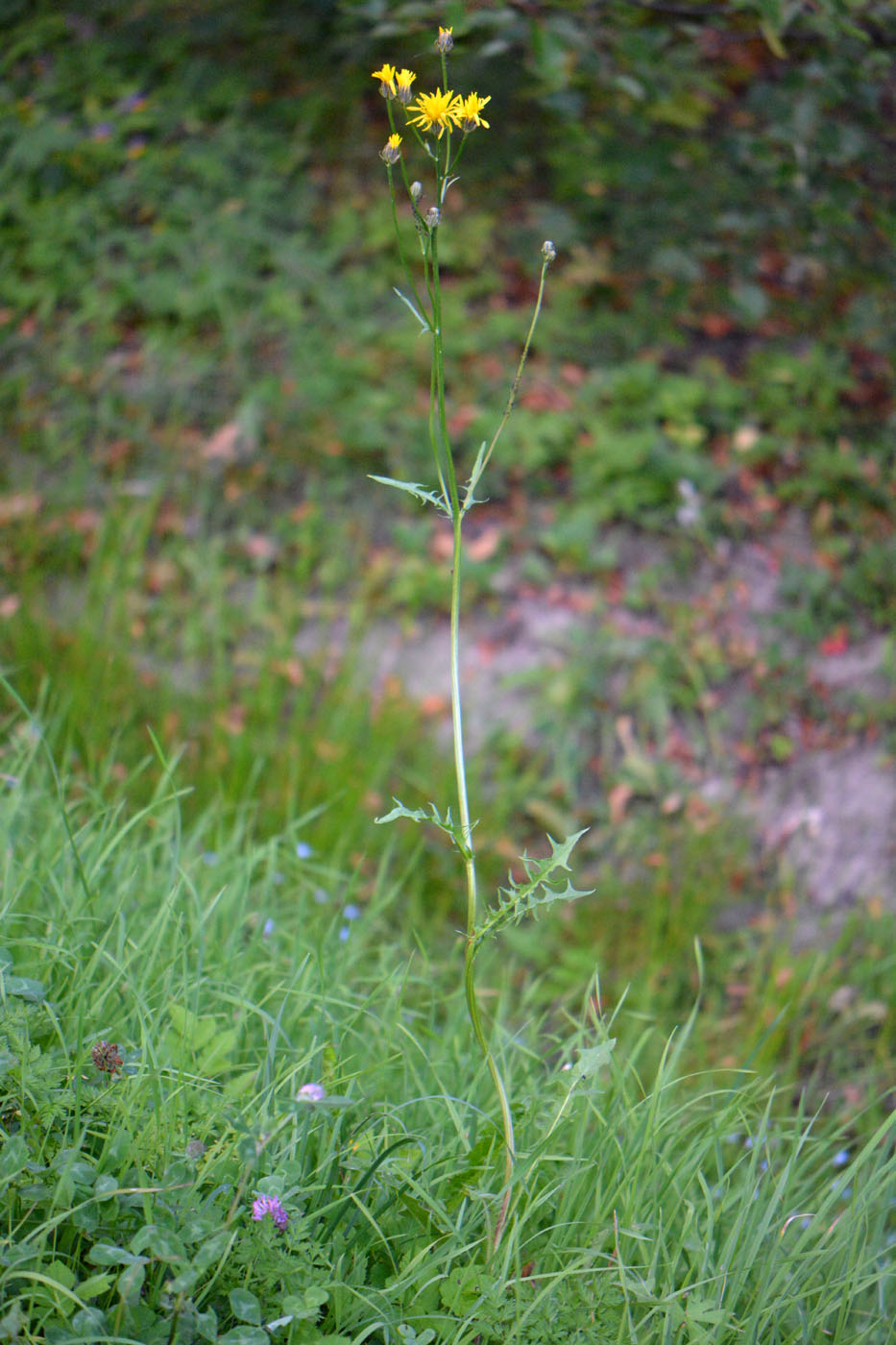 Image of Crepis biennis specimen.