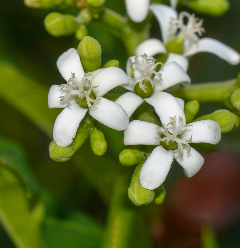 Изображение особи Cnidoscolus aconitifolius.