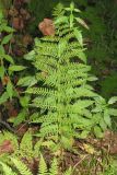 Athyrium filix-femina