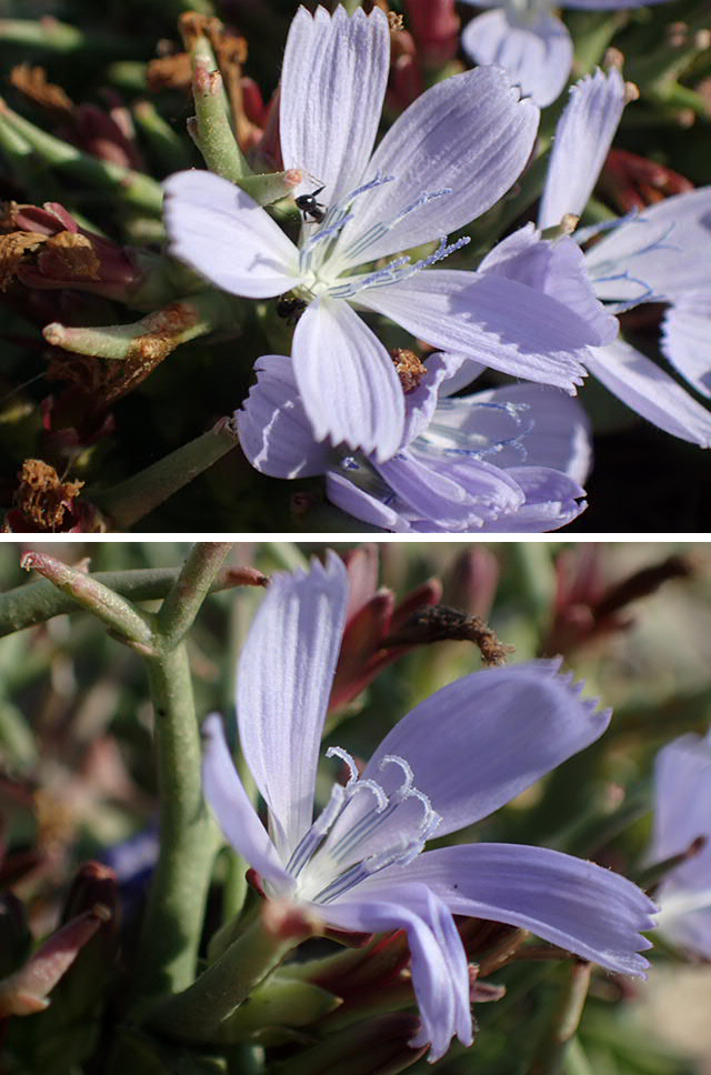 Изображение особи Cichorium spinosum.