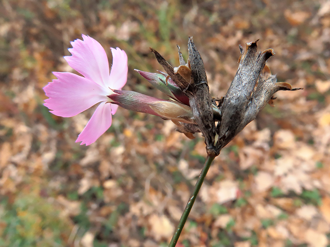 Image of Dianthus borbasii specimen.