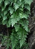 род Asplenium