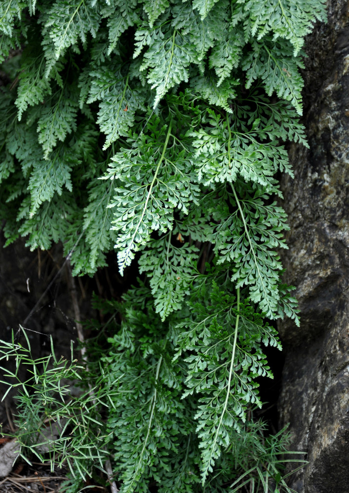 Изображение особи род Asplenium.