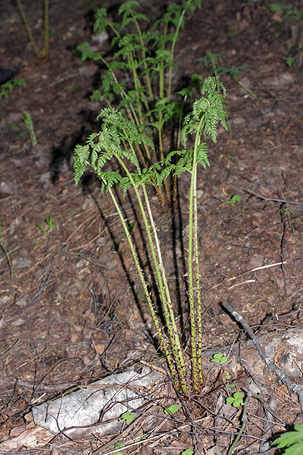 Изображение особи Dryopteris expansa.