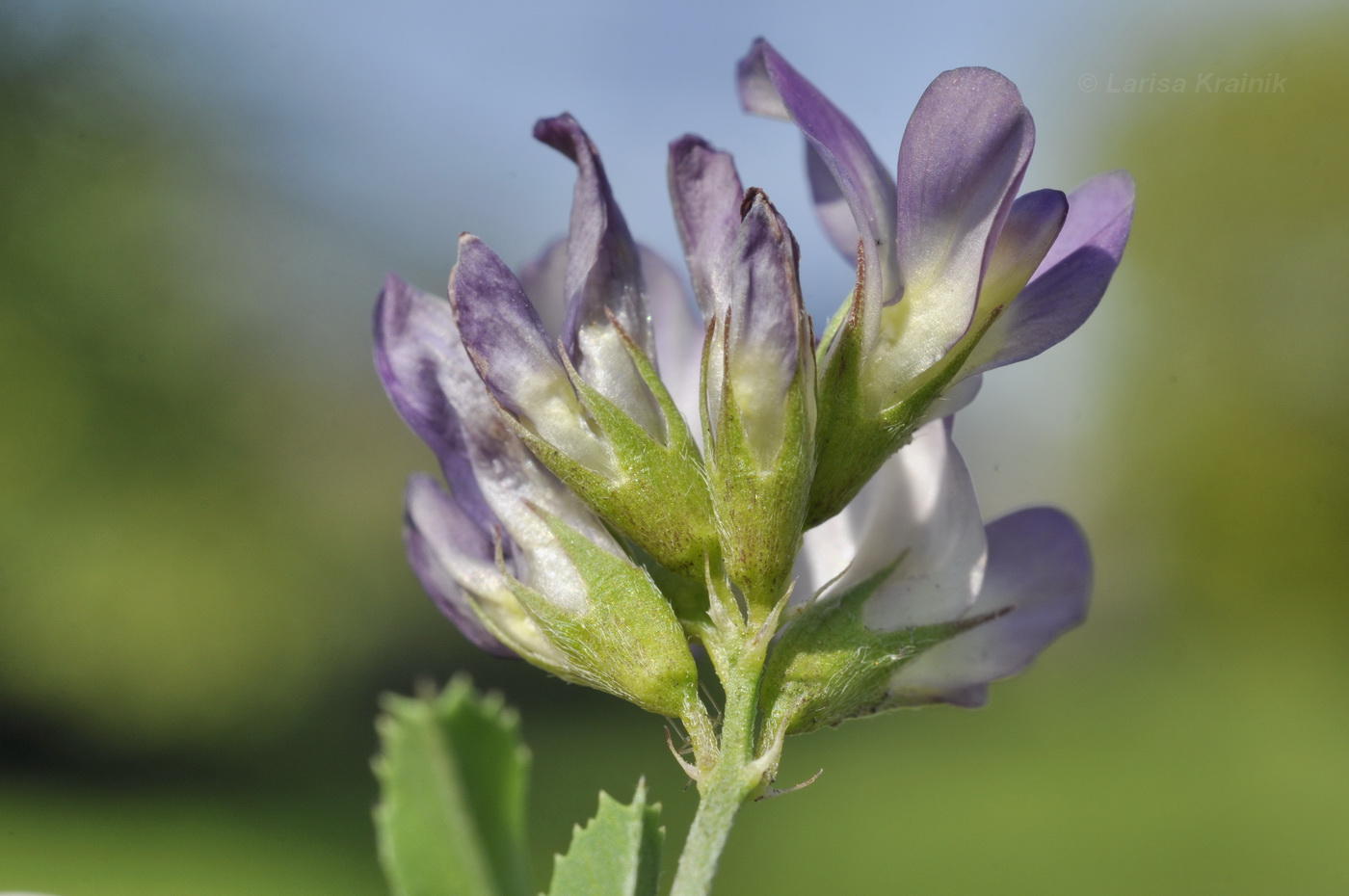 Изображение особи Medicago &times; varia.