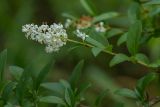 Ligustrum vulgare