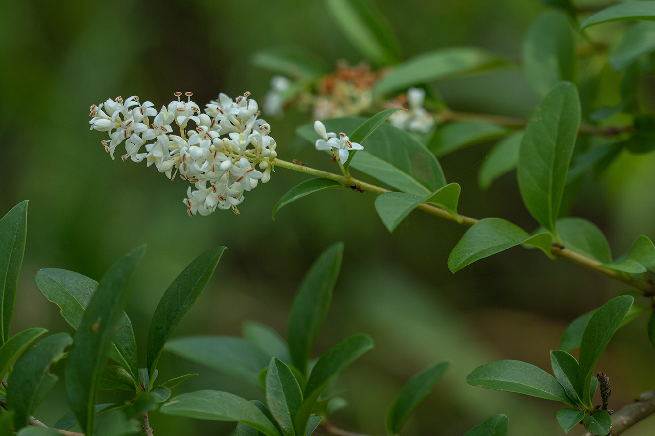 Image of Ligustrum vulgare specimen.