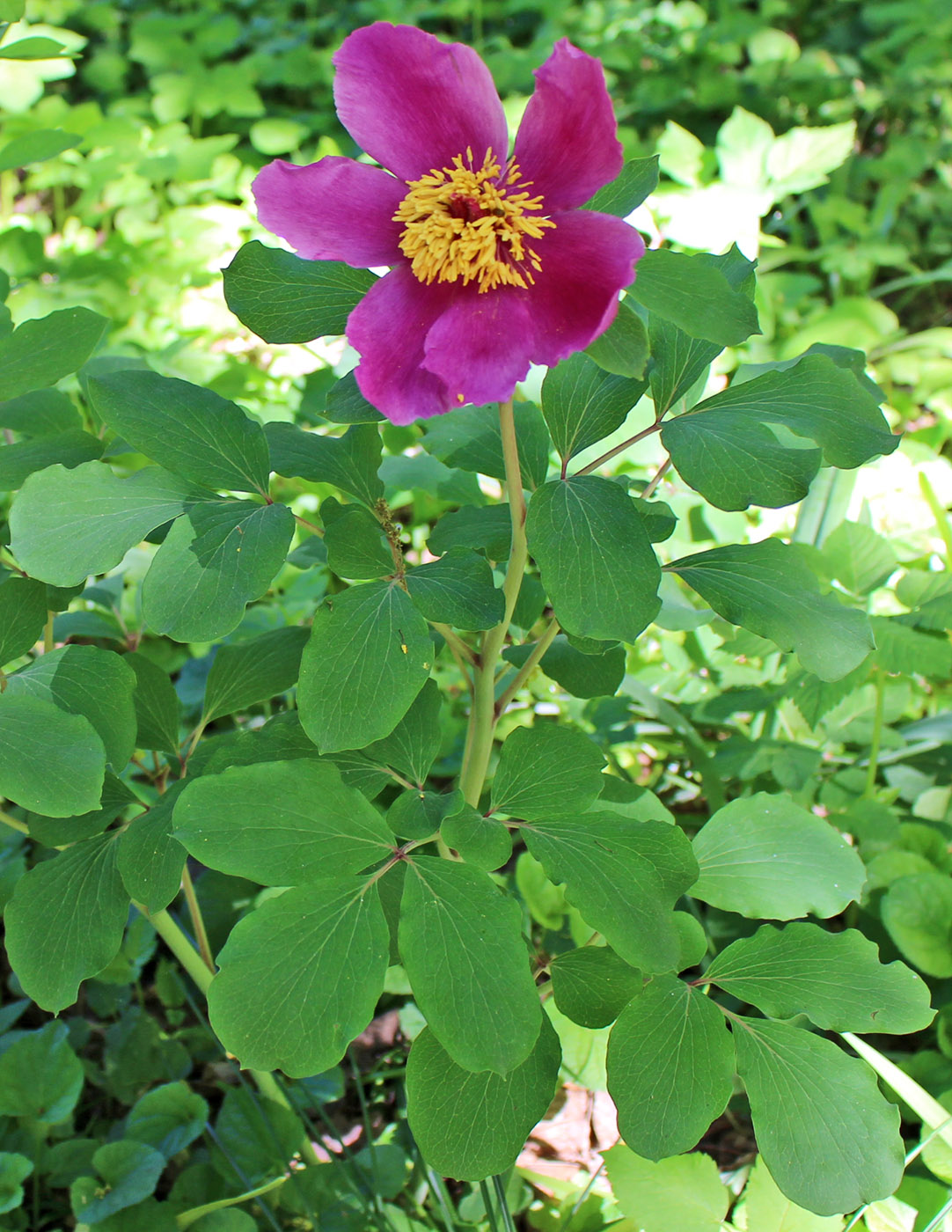 Image of genus Paeonia specimen.