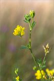 Medicago falcata. Верхушка побега с соцветиями. Псковская обл., Печорский р-н, Изборско-Мальская долина восточнее оз. Городищенское, суходольный разнотравно-злаковый луг. 03.08.2019.