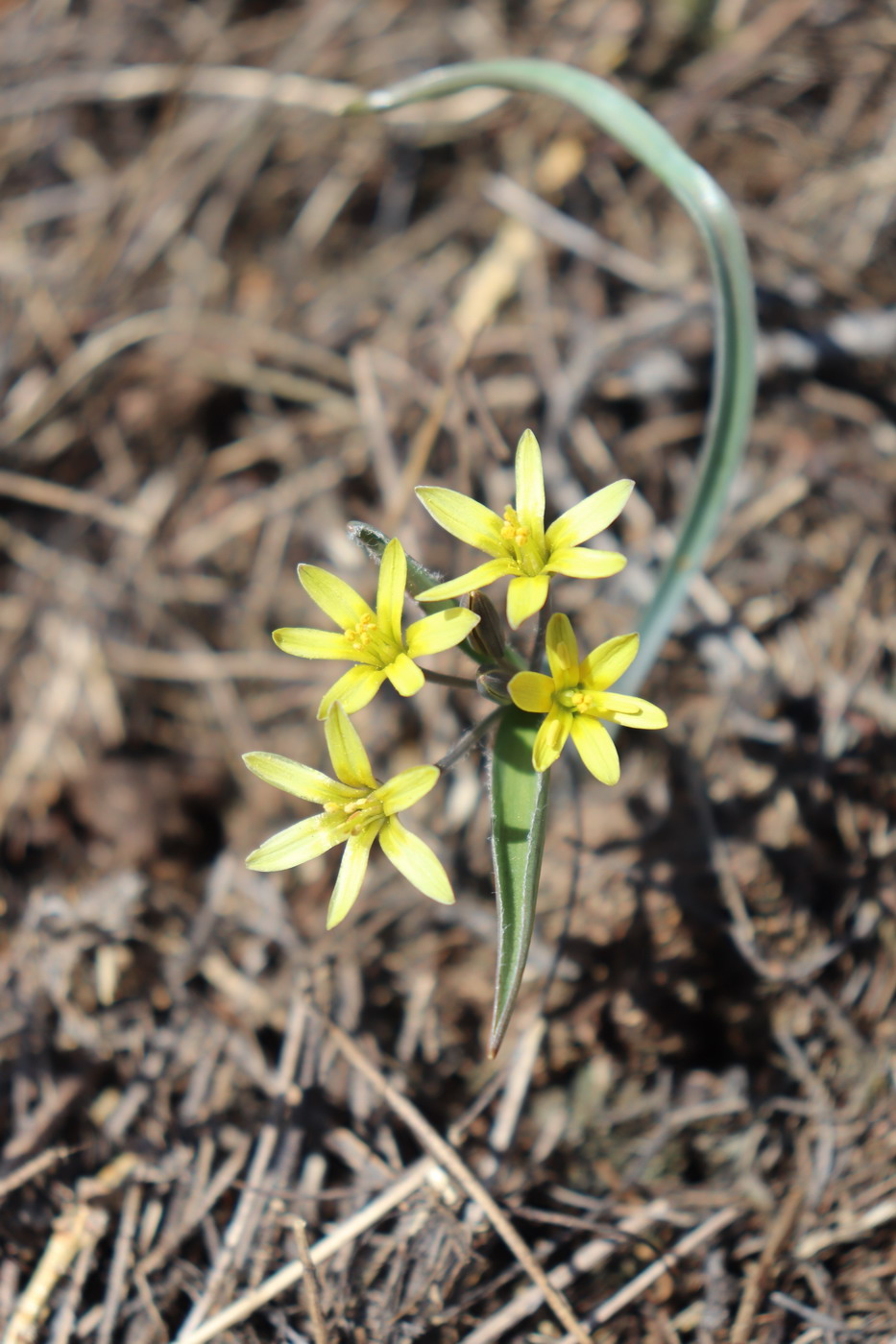 Image of genus Gagea specimen.