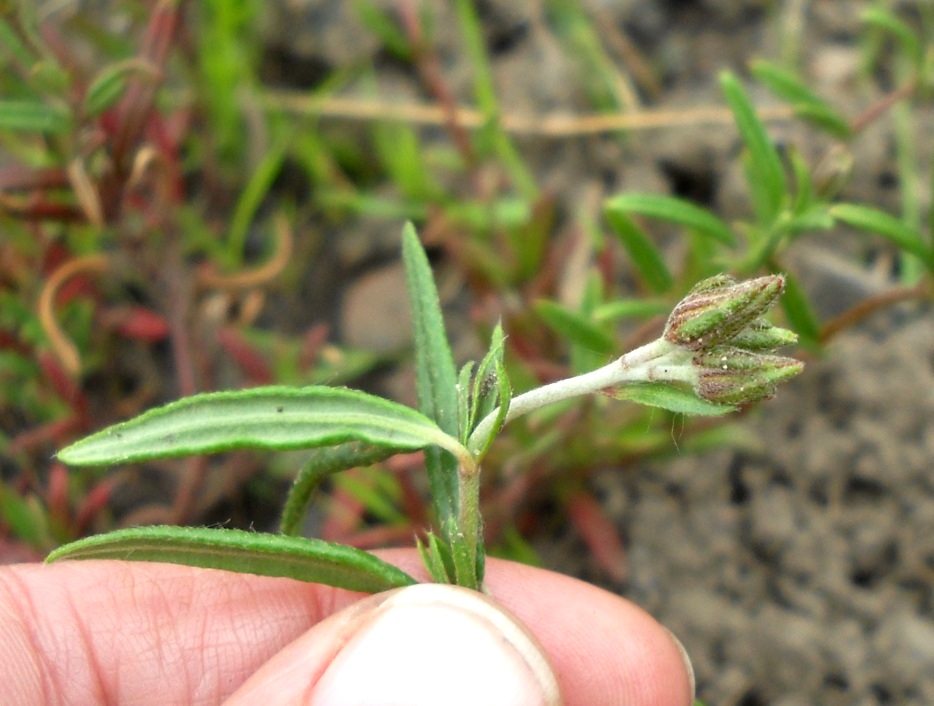 Image of genus Helianthemum specimen.