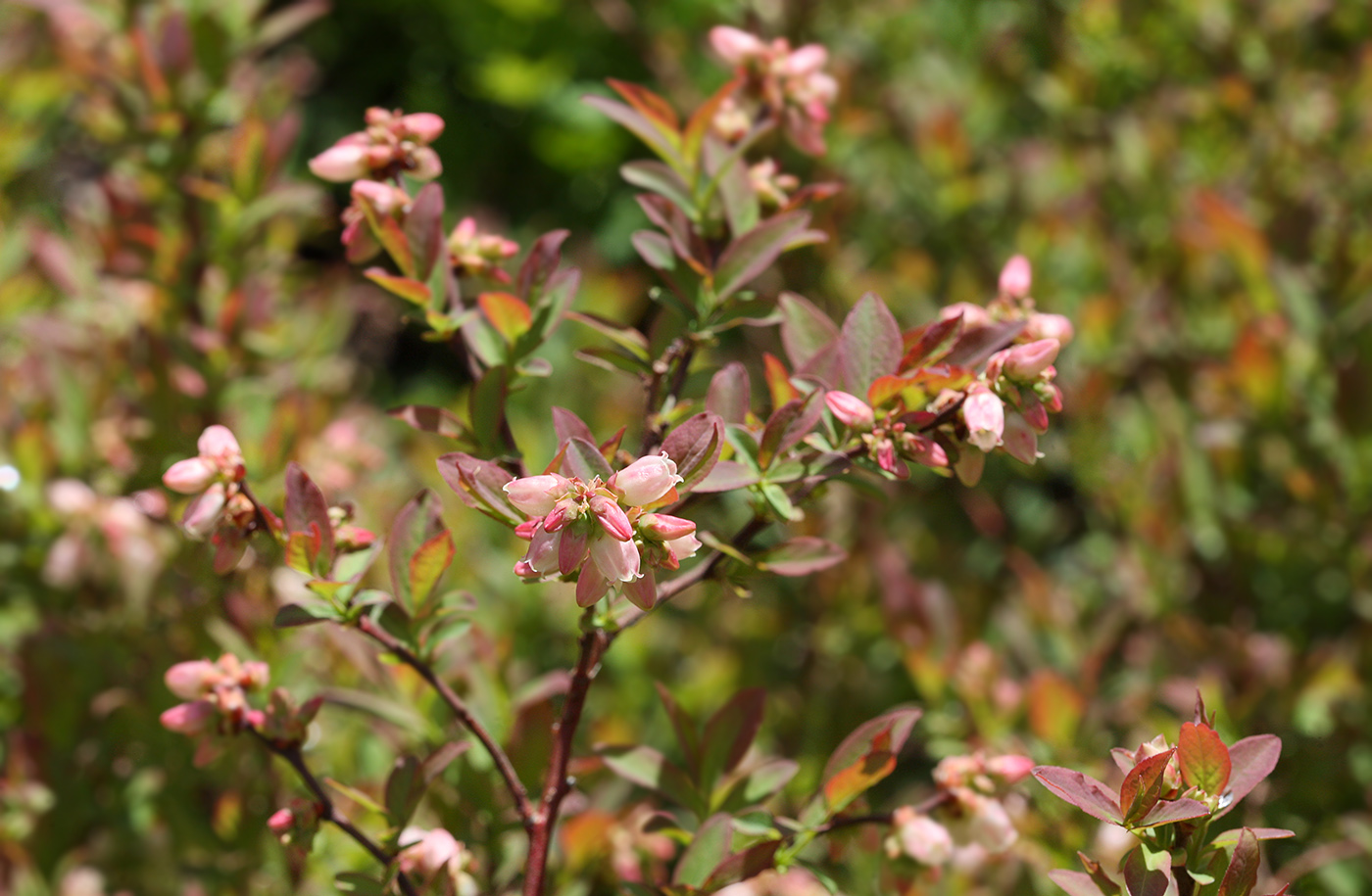 Изображение особи Vaccinium corymbosum.