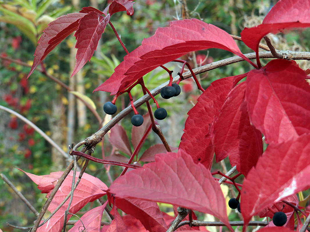 Image of Parthenocissus quinquefolia specimen.