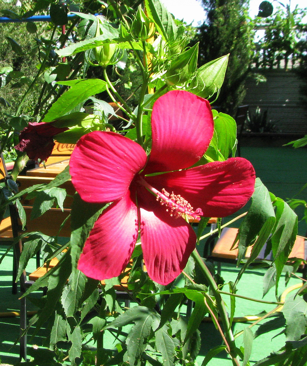 Изображение особи Hibiscus coccineus.