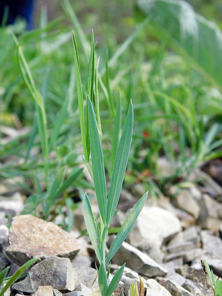 Изображение особи Lathyrus sphaericus.