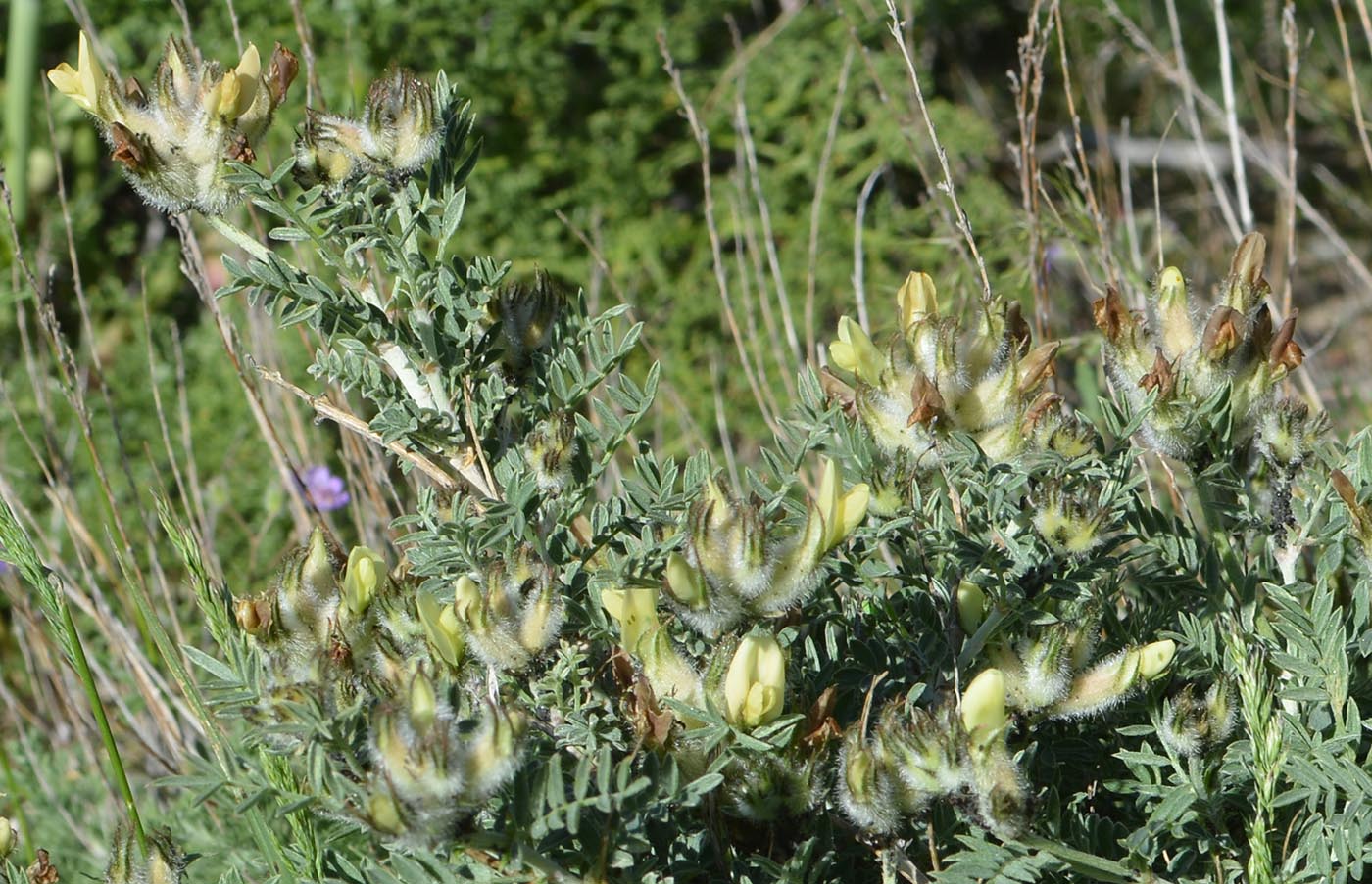 Image of Astragalus lipschitzii specimen.