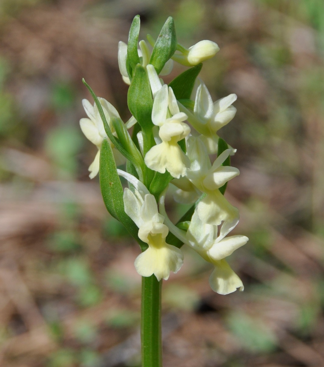 Image of Dactylorhiza romana specimen.