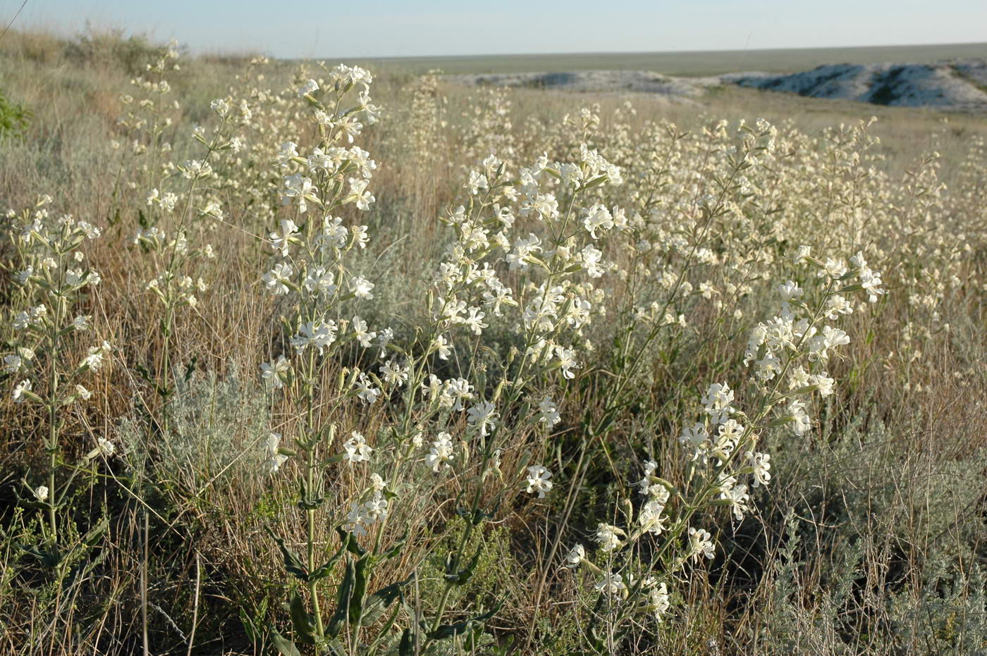 Image of Silene viscosa specimen.