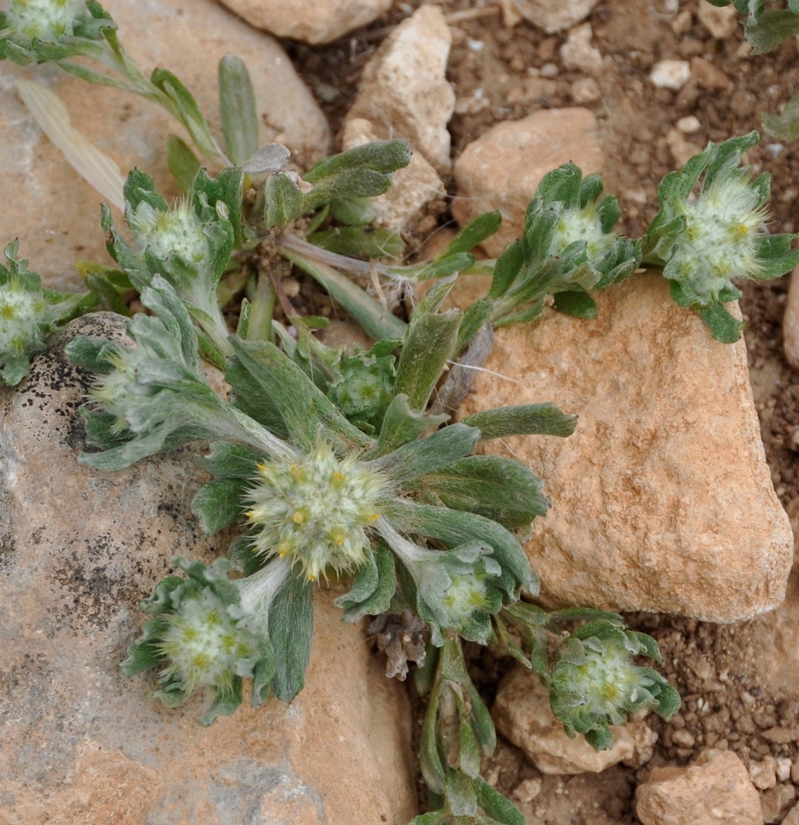 Изображение особи Filago aegaea ssp. aristata.