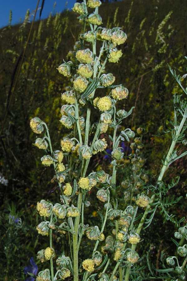 Image of Artemisia macrantha specimen.