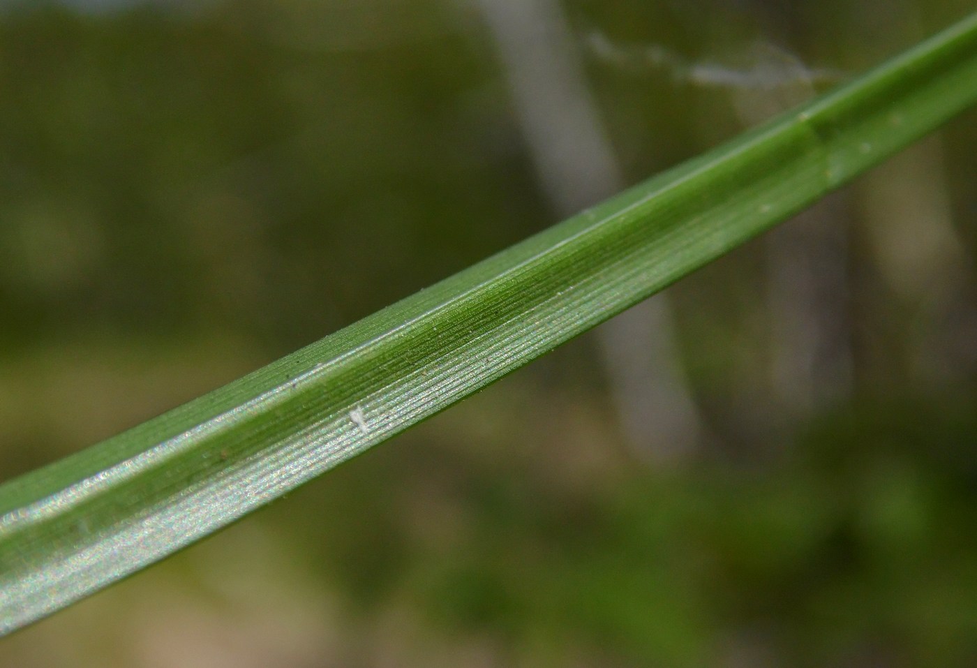 Image of Carex sylvatica specimen.