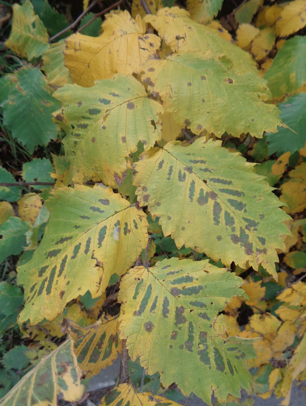 Image of Ulmus laevis specimen.