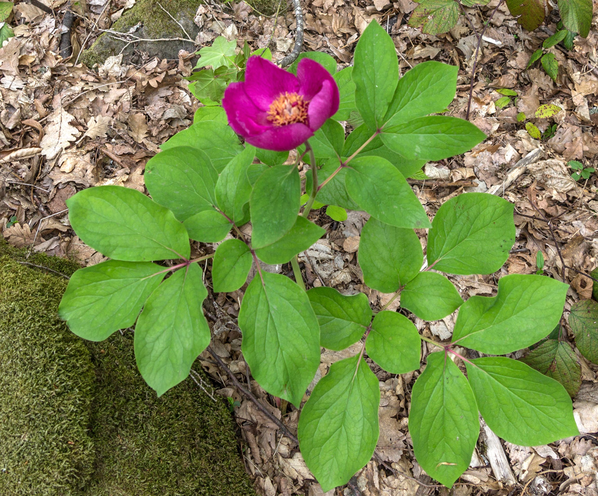 Image of Paeonia caucasica specimen.