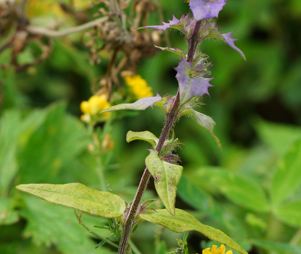Image of Melampyrum nemorosum specimen.