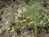 Astragalus sareptanus