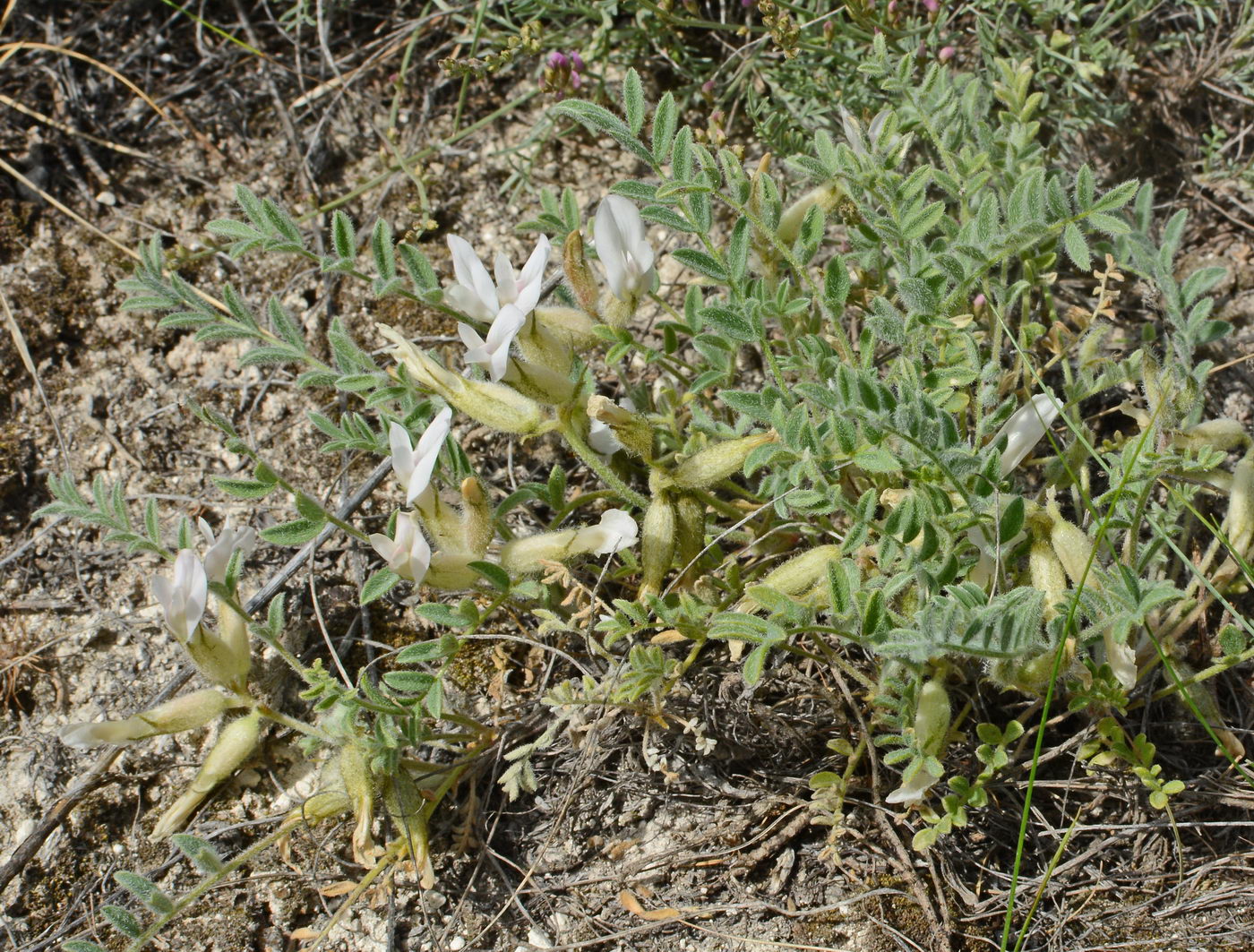 Image of Astragalus sareptanus specimen.