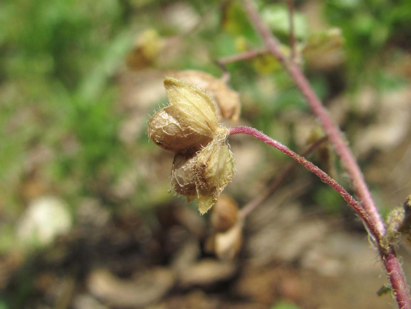 Image of Veronica persica specimen.