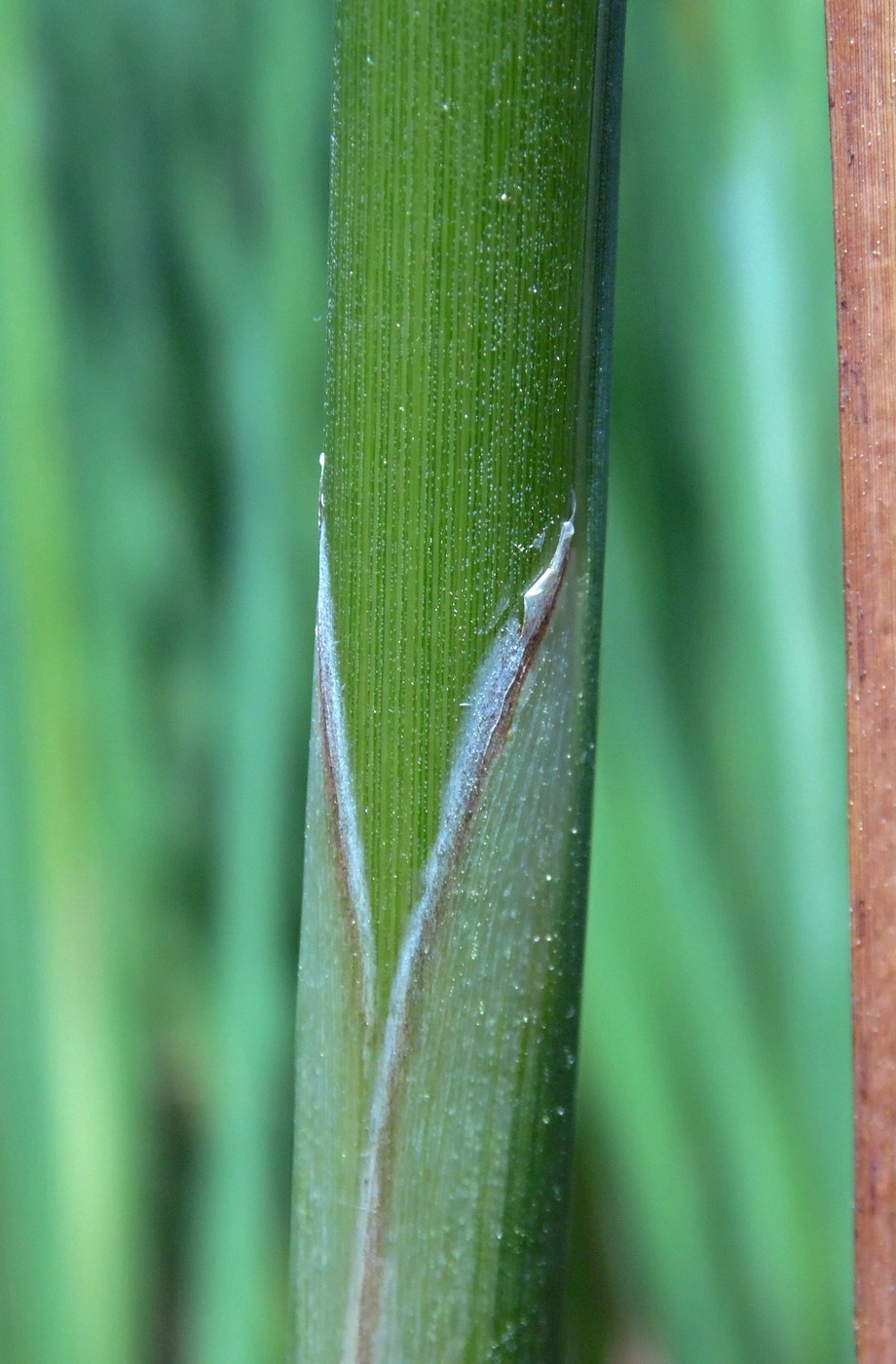 Изображение особи Typha angustifolia.