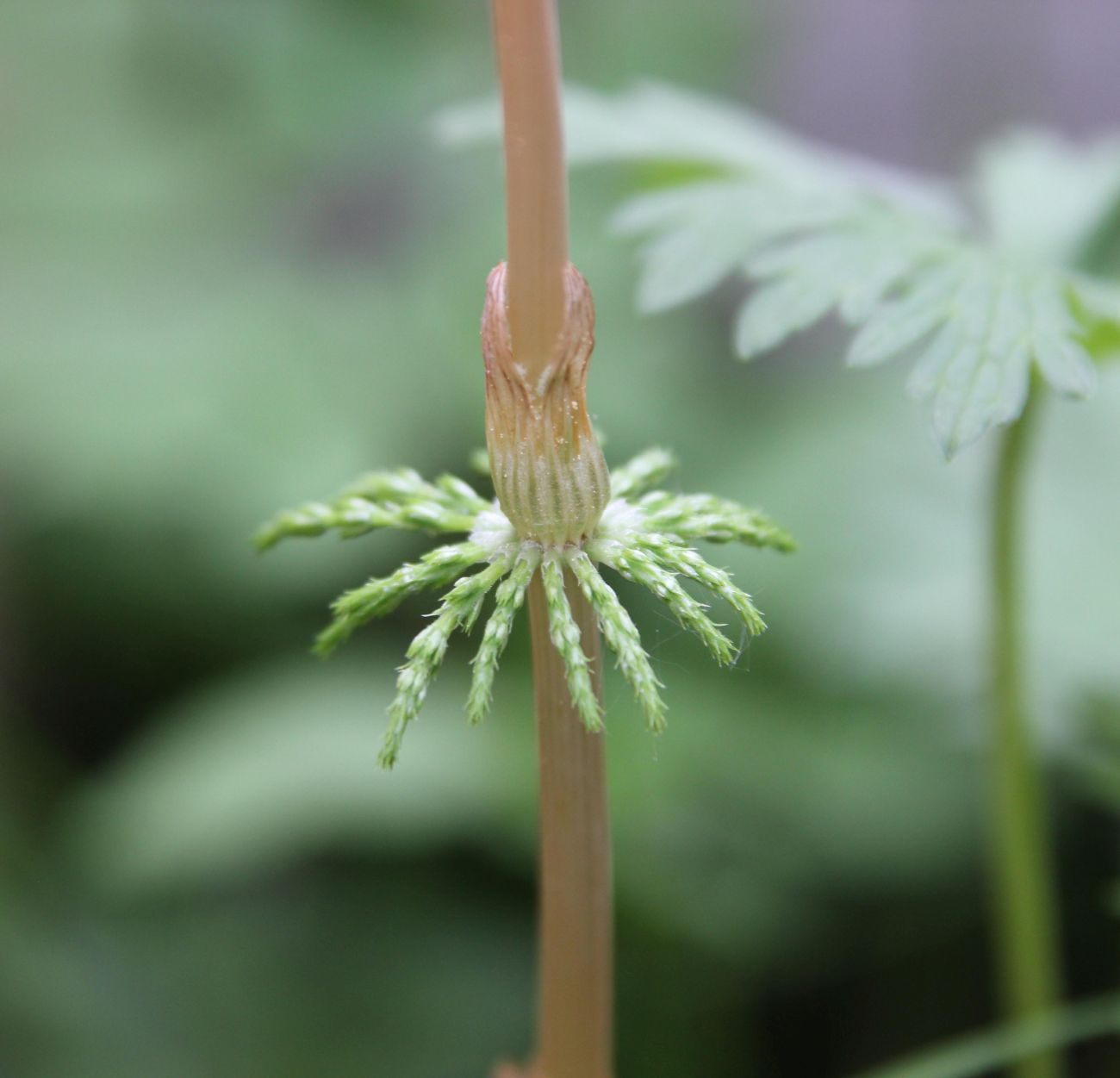 Image of Equisetum sylvaticum specimen.