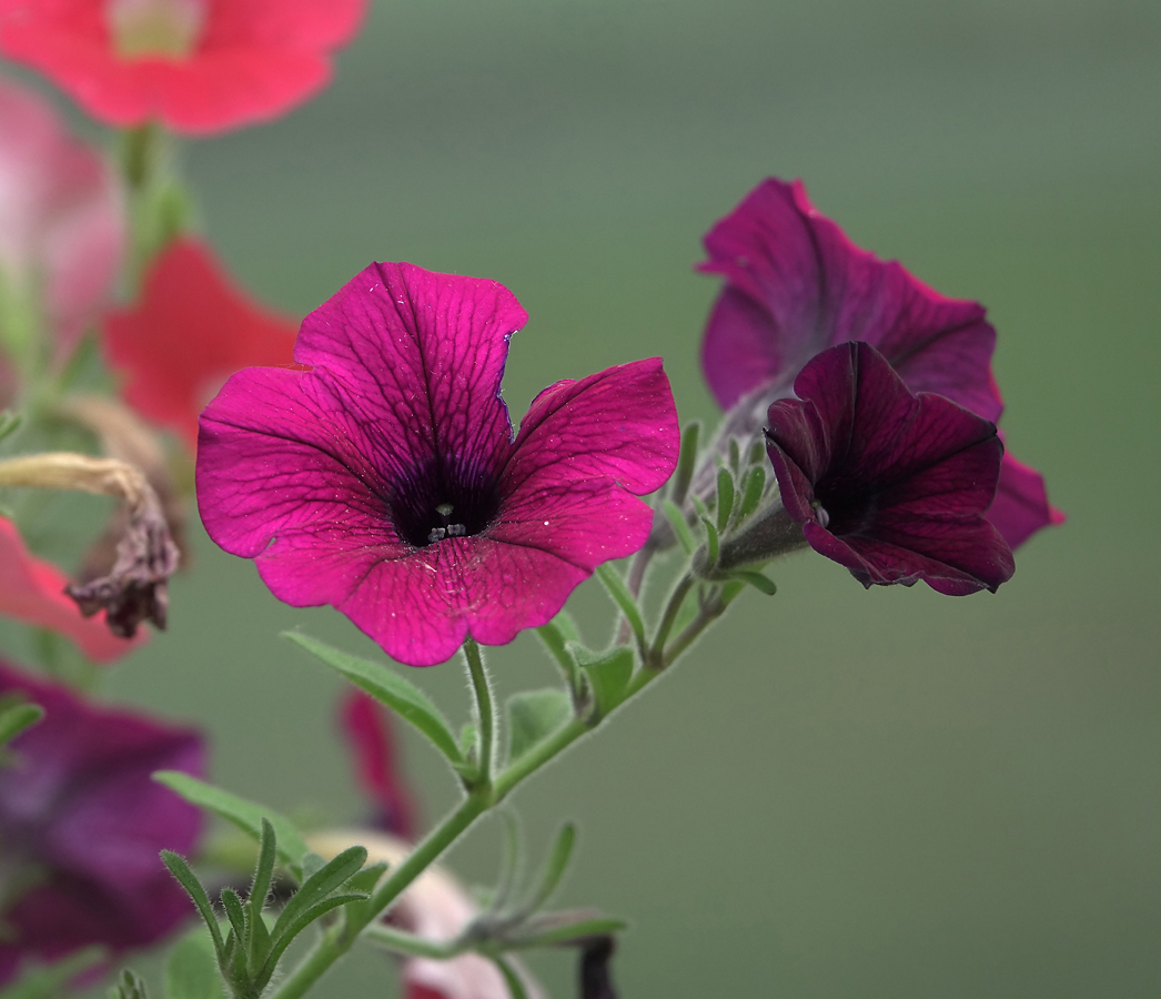 Image of Petunia × atkinsiana specimen.