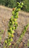 Reseda lutea