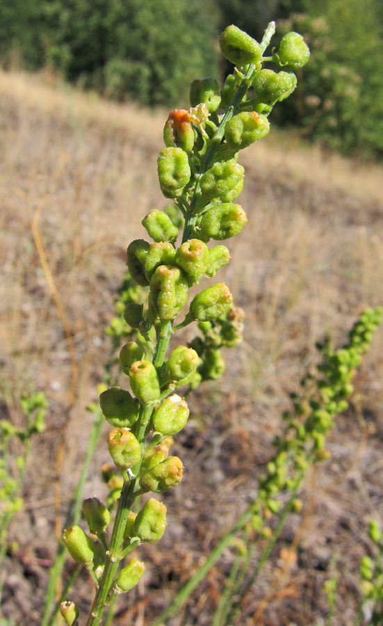 Image of Reseda lutea specimen.