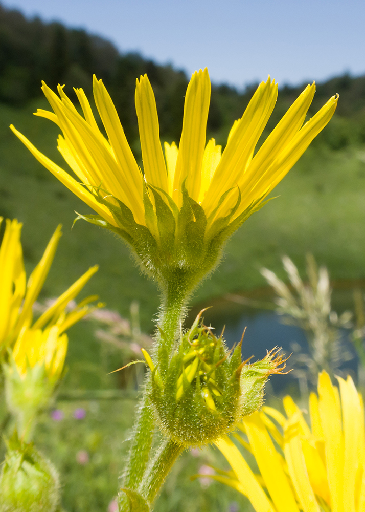 Image of Doronicum macrophyllum specimen.