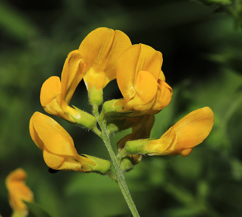 Изображение особи Lathyrus pratensis.