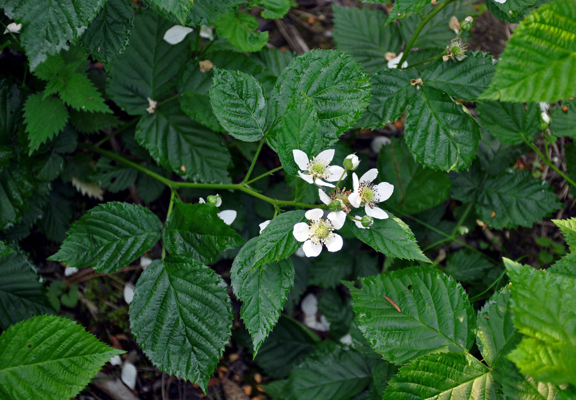 Изображение особи Rubus nessensis.