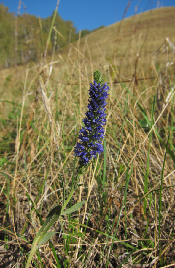 Image of Veronica spicata ssp. bashkiriensis specimen.