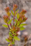 Cotinus coggygria. Верхушка ветви с развивающимися соцветиями. Ростовская обл., Каменский р-н, окр. станицы Калитвенская, песчаная степь. 10.05.2020.