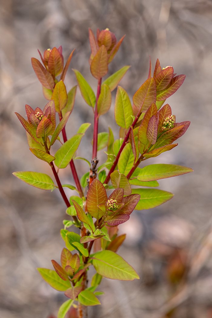 Image of Cotinus coggygria specimen.