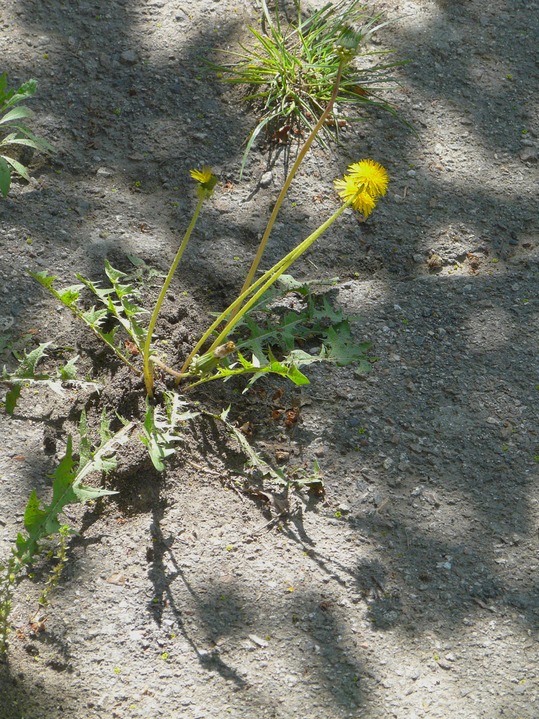 Image of Taraxacum officinale specimen.