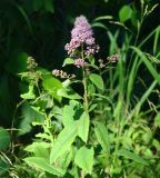 Spiraea salicifolia. Верхушка цветущего растения. Иркутская обл., Иркутский р-н, ур. Падь Еловая, опушка леса. 20.07.2020.