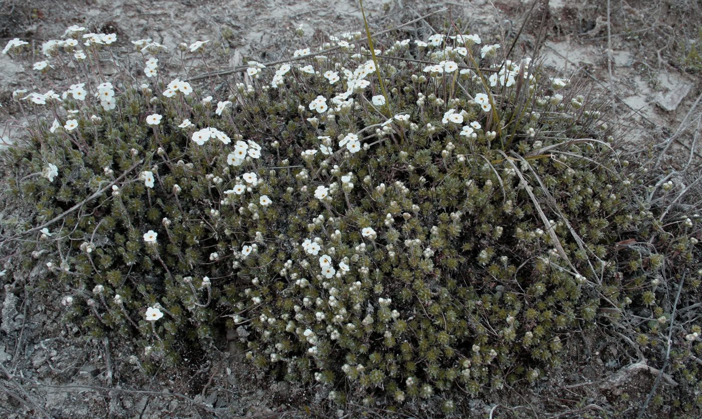 Image of Androsace koso-poljanskii specimen.