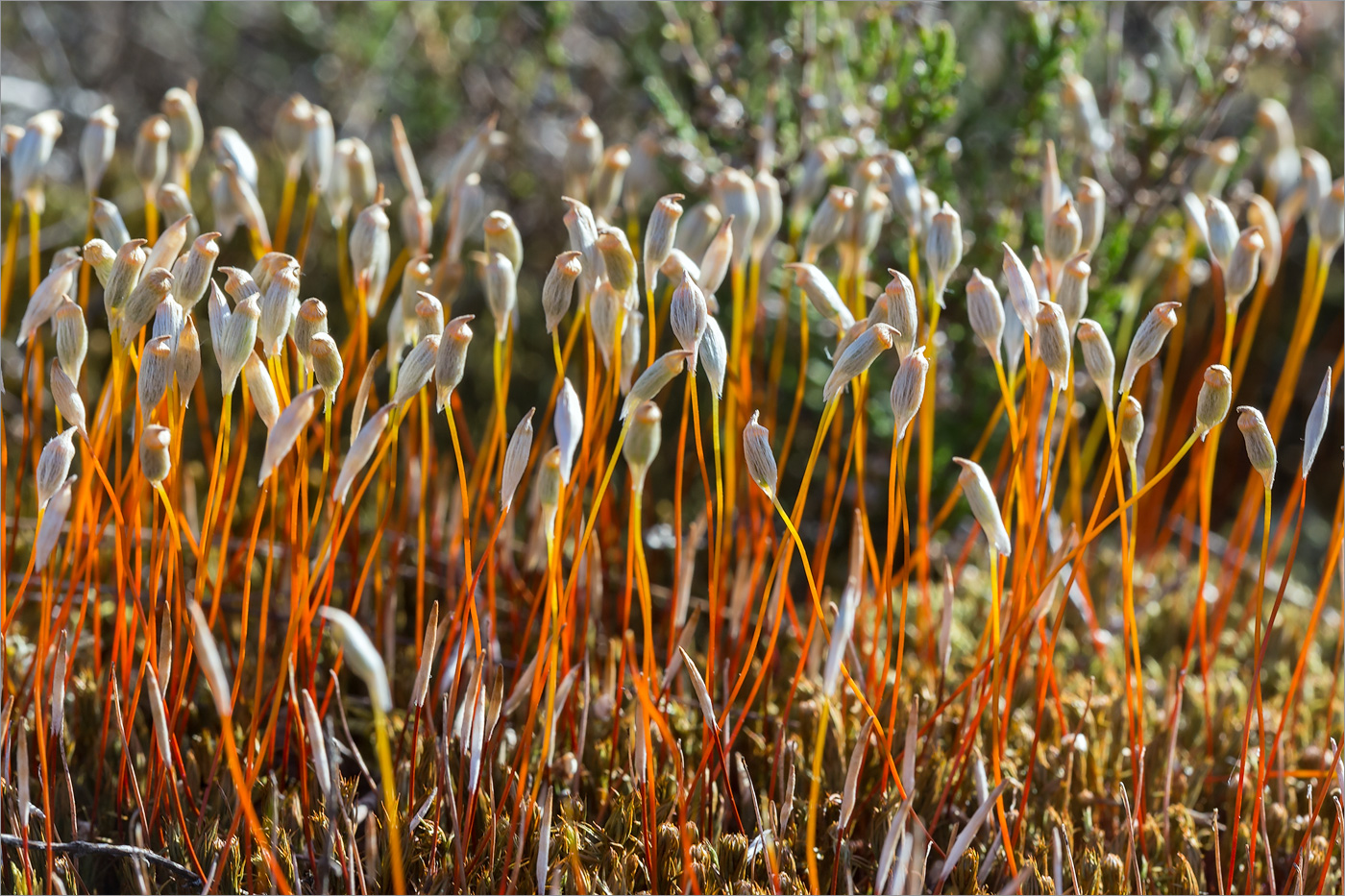 Image of Polytrichum juniperinum specimen.