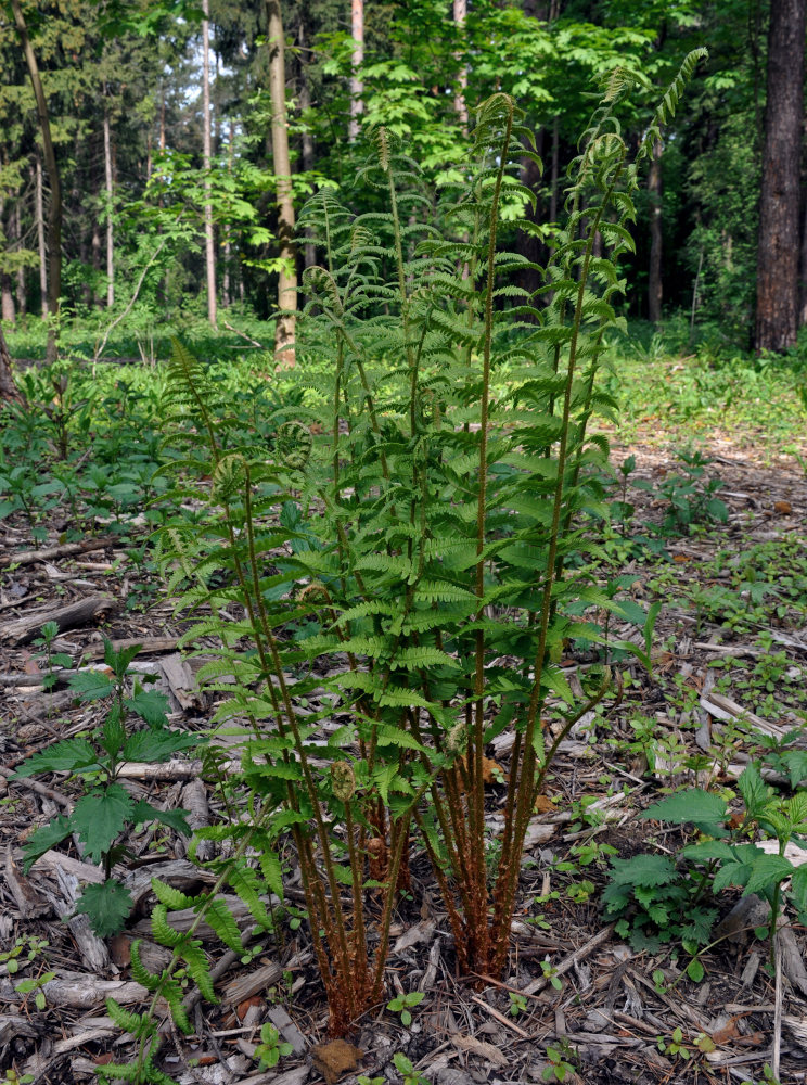 Image of Dryopteris filix-mas specimen.